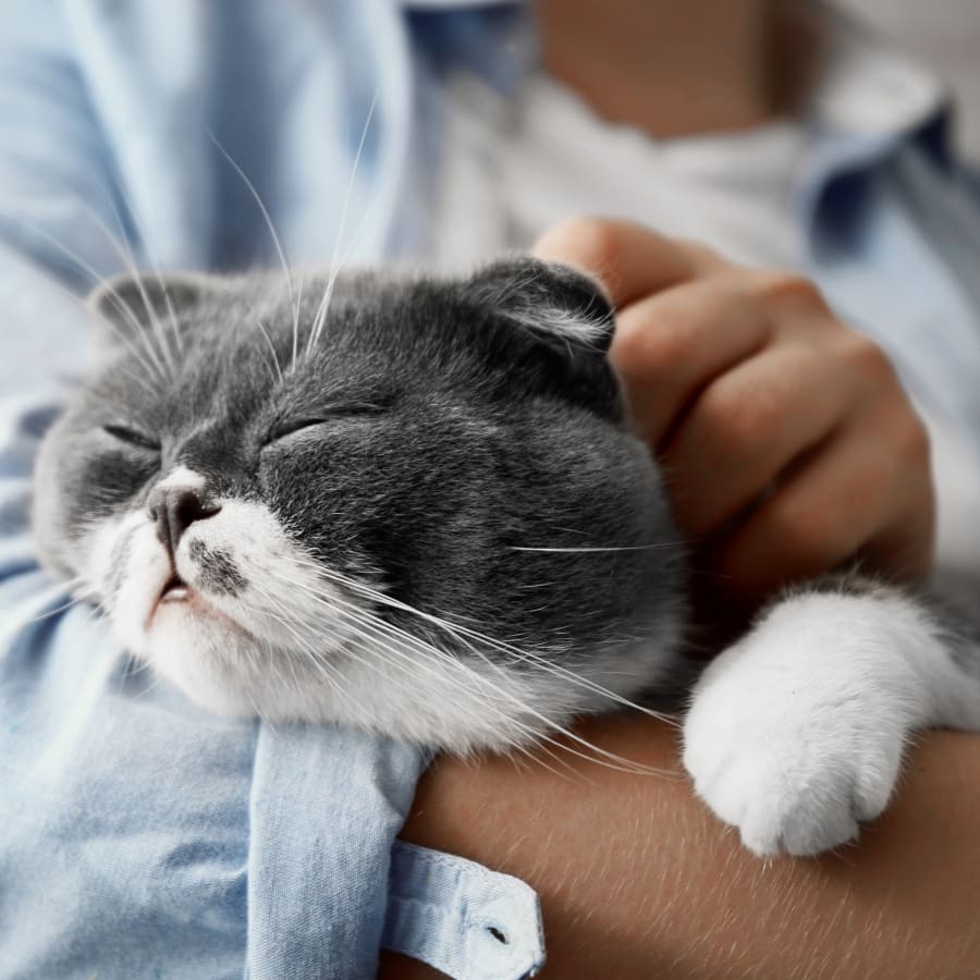 Geriatric Care for Pets in New York