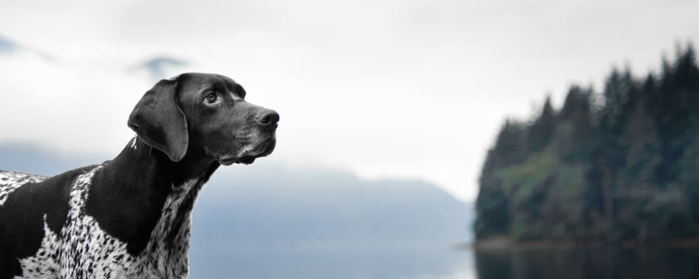 Testimonials at Rivergate Veterinary Clinic, New York Veterinarian