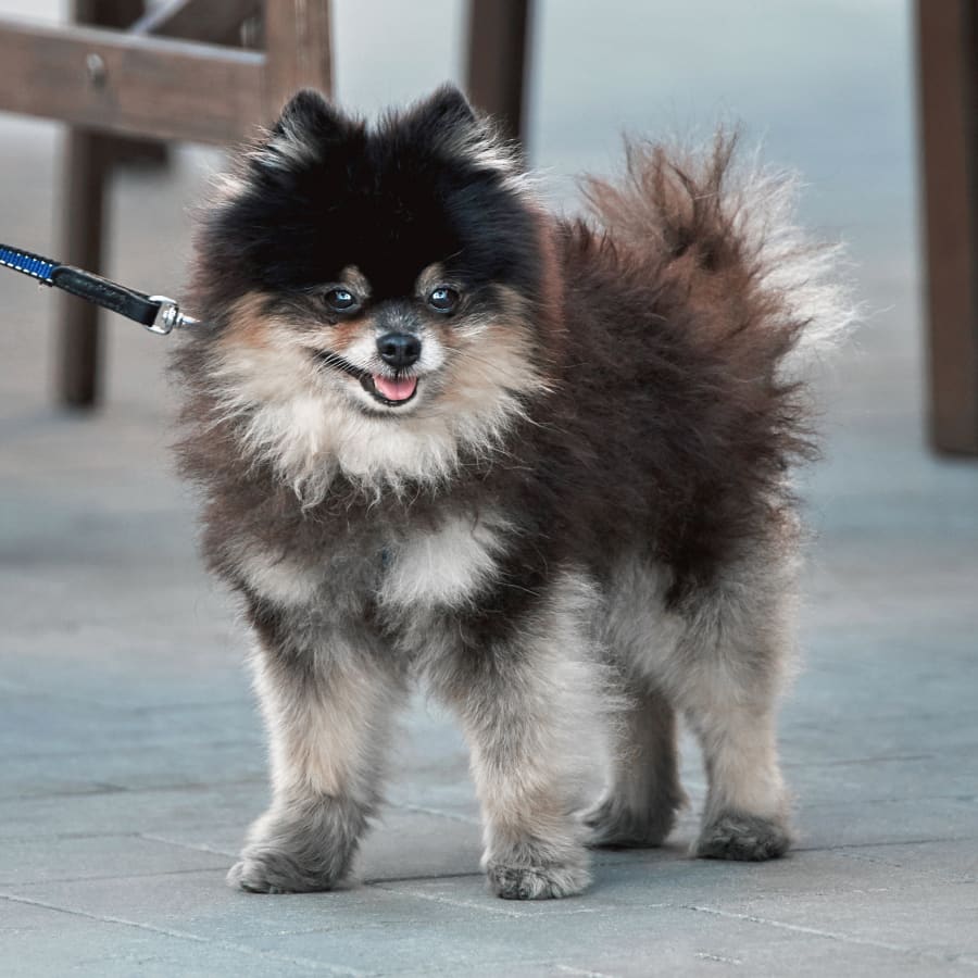 Cute puppy at New York Veterinarians