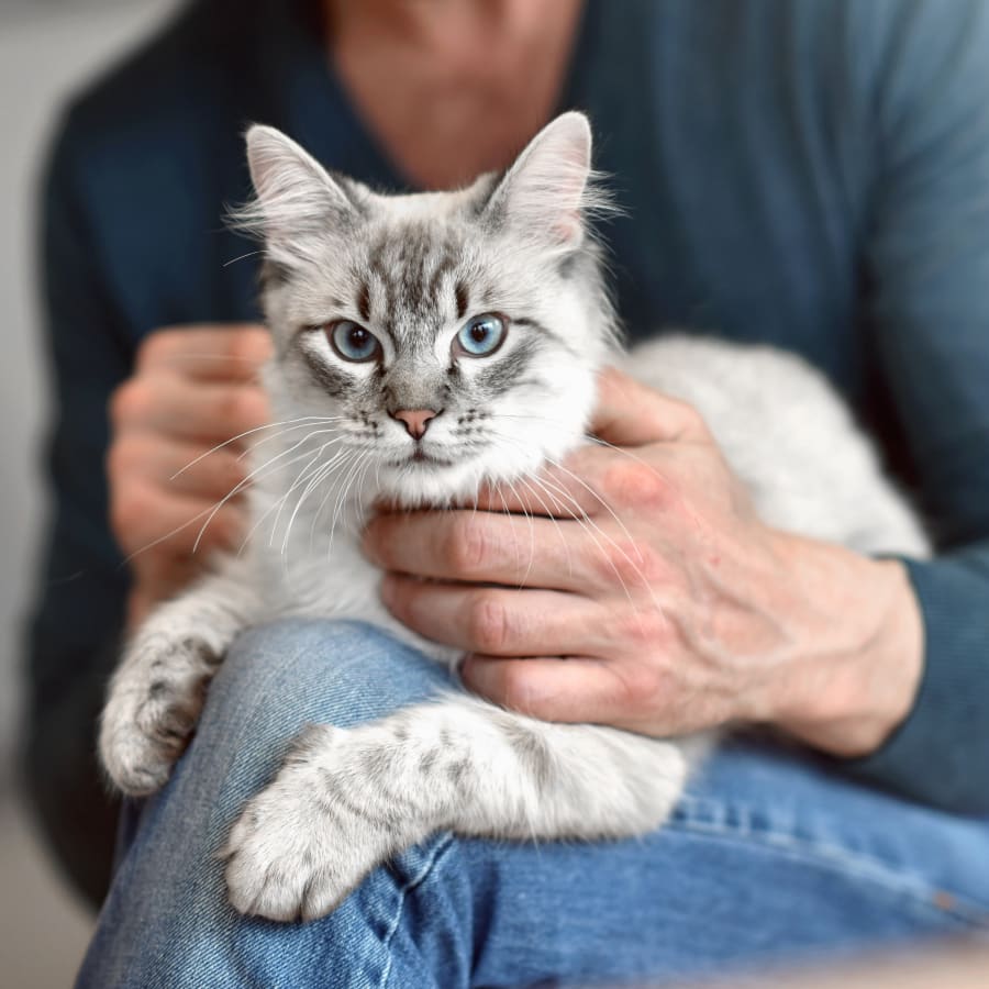 Cat Surgery, New York Vet